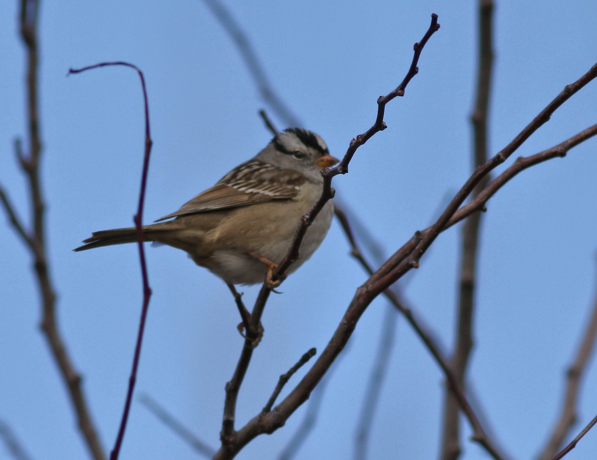 White-crowned Sparrow - ML618303987