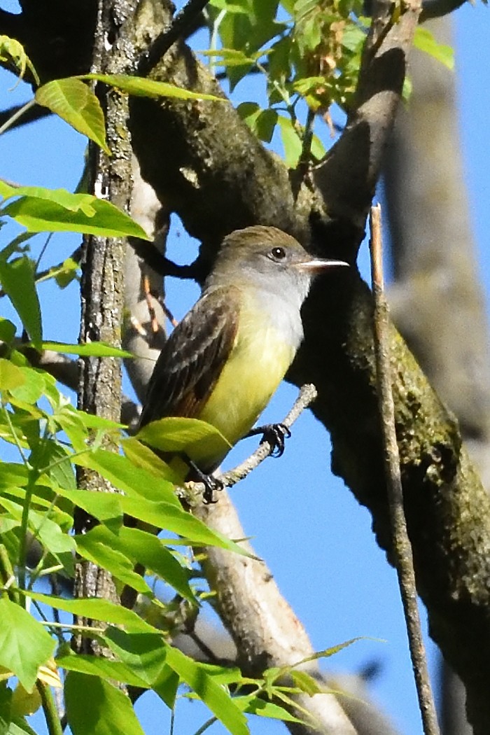 Great Crested Flycatcher - ML618304013