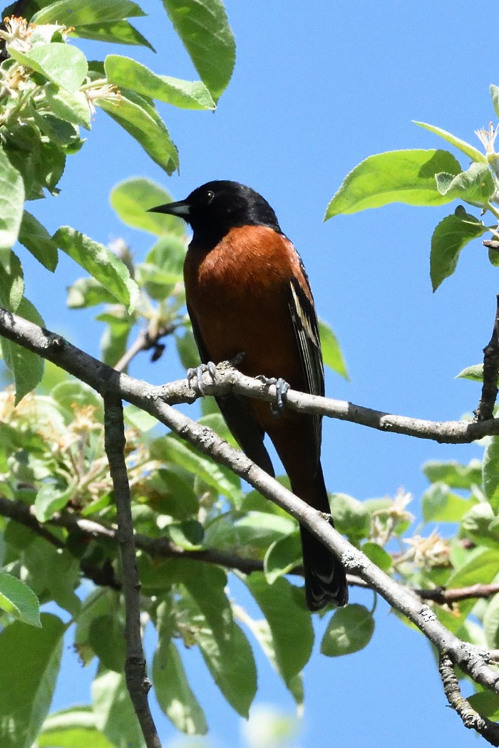 Orchard Oriole - ML618304023