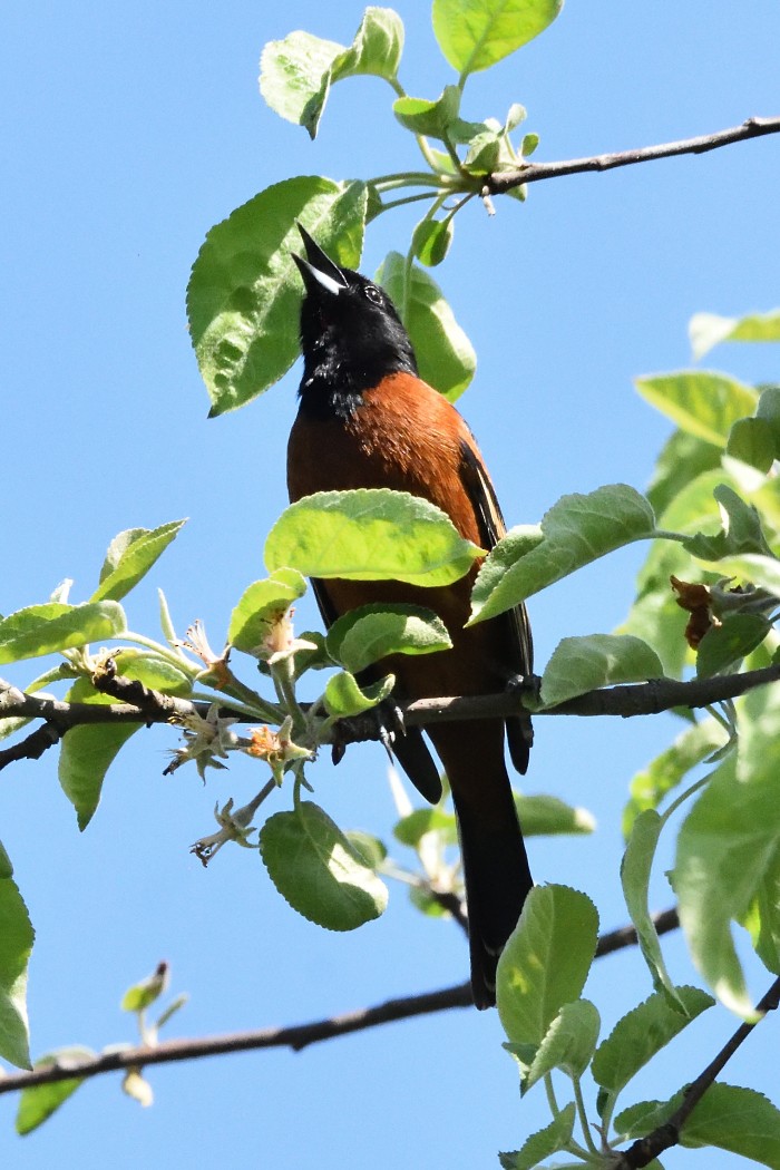 Orchard Oriole - ML618304028