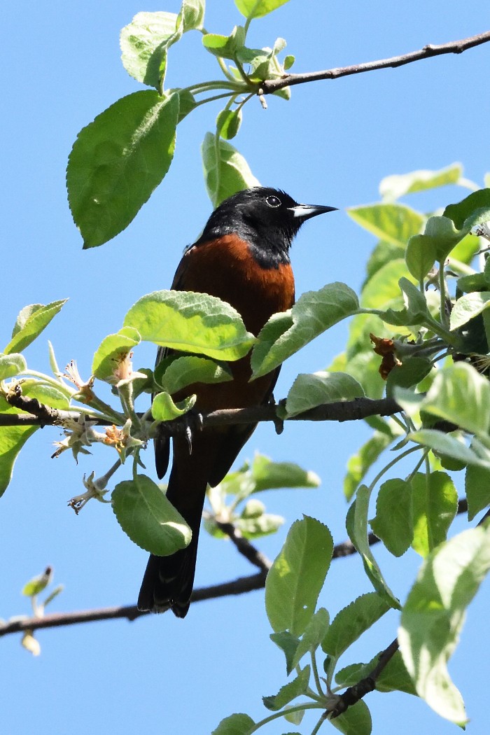 Orchard Oriole - ML618304029