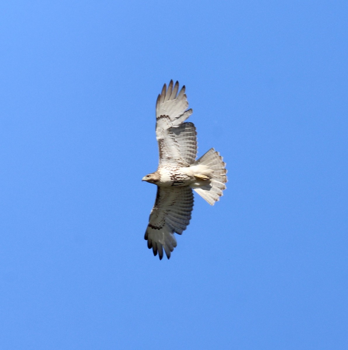 Red-tailed Hawk - ML618304051