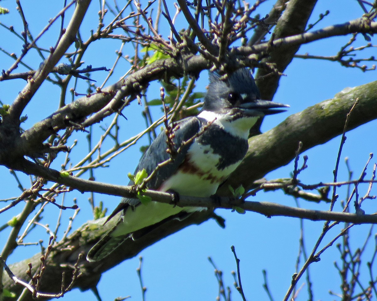 Belted Kingfisher - ML618304068