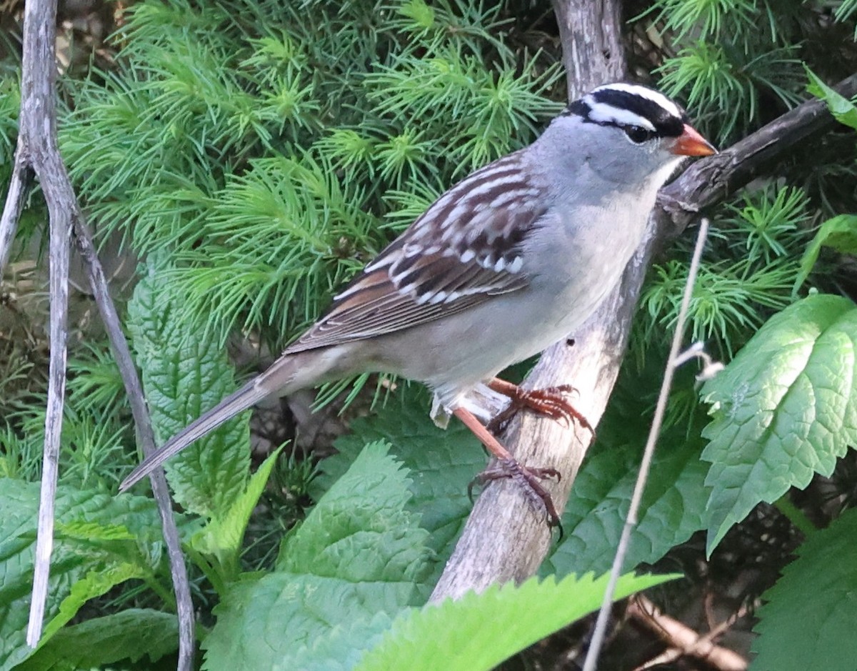 White-crowned Sparrow - ML618304075