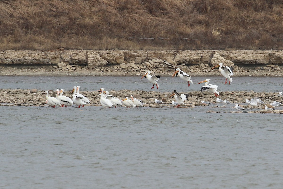 pelikán severoamerický - ML618304128