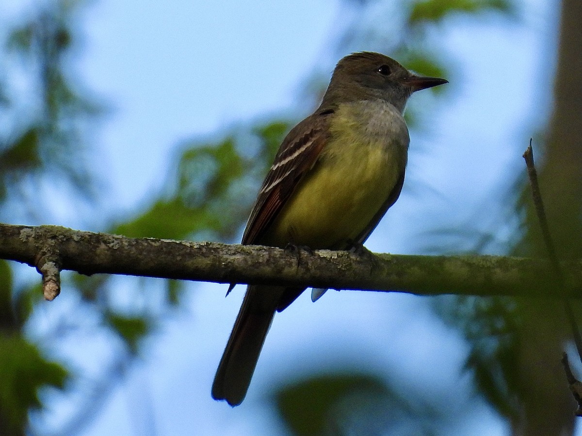 Great Crested Flycatcher - Isaac Petrowitz