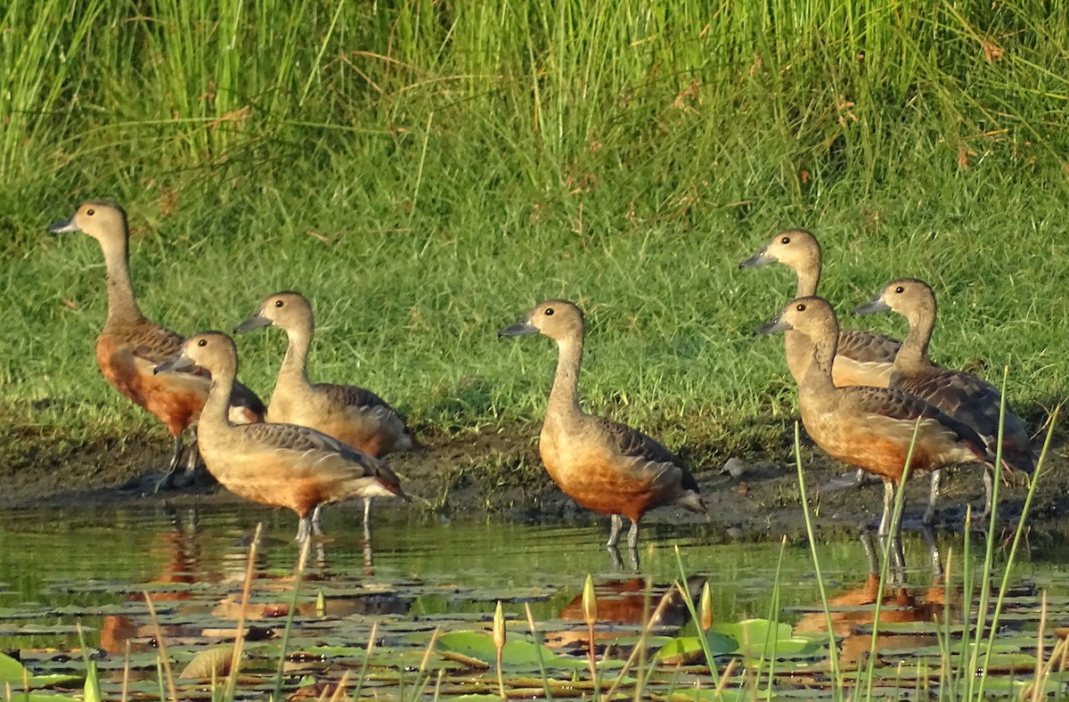 Lesser Whistling-Duck - Sri Srikumar