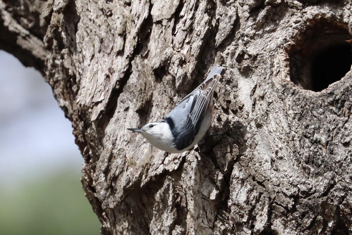 White-breasted Nuthatch - ML618304199