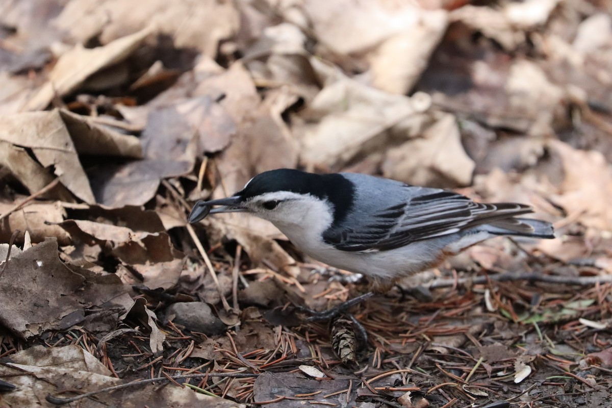White-breasted Nuthatch - ML618304202