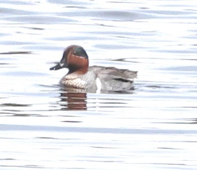 Green-winged Teal - ML618304247