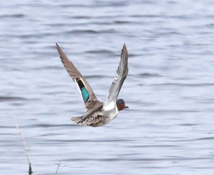Green-winged Teal - ML618304248