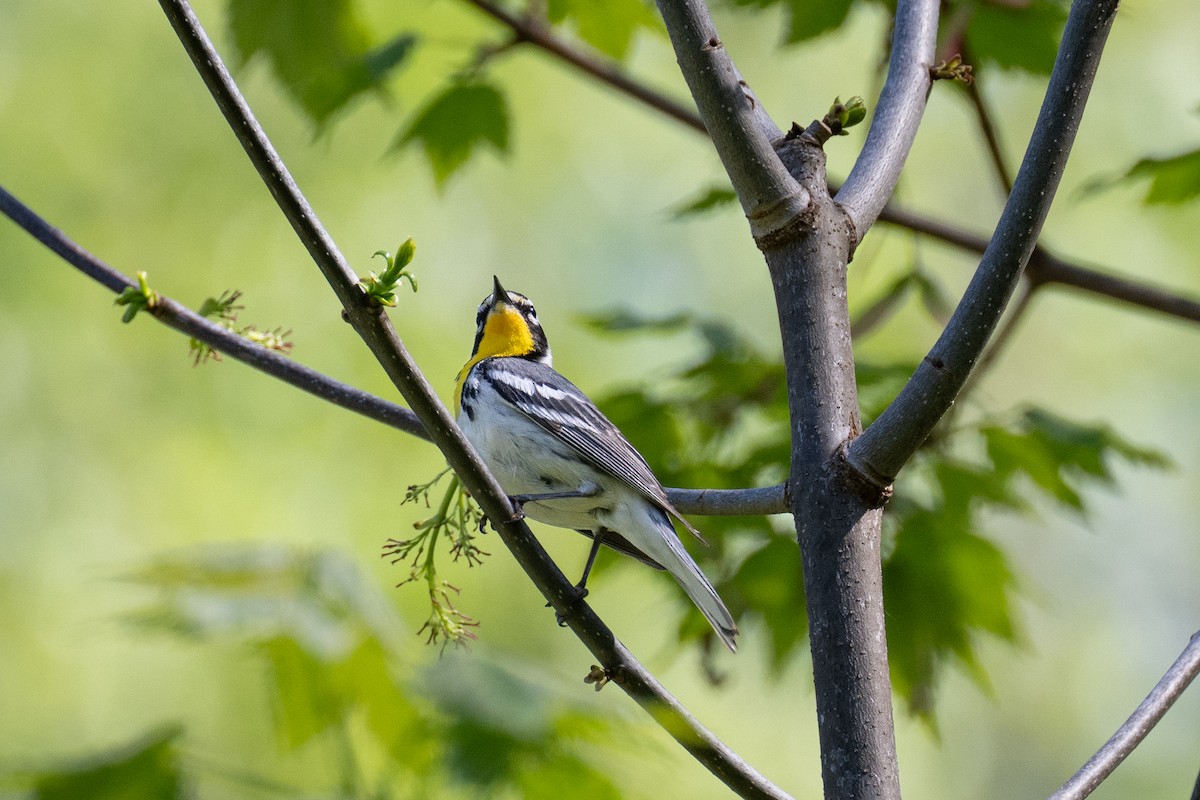 Yellow-throated Warbler - ML618304271