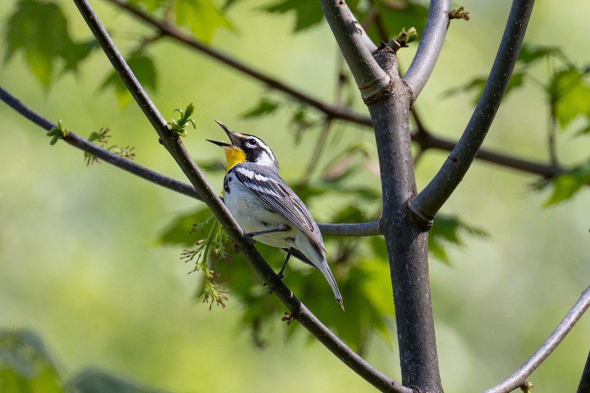 Yellow-throated Warbler - John Christensen