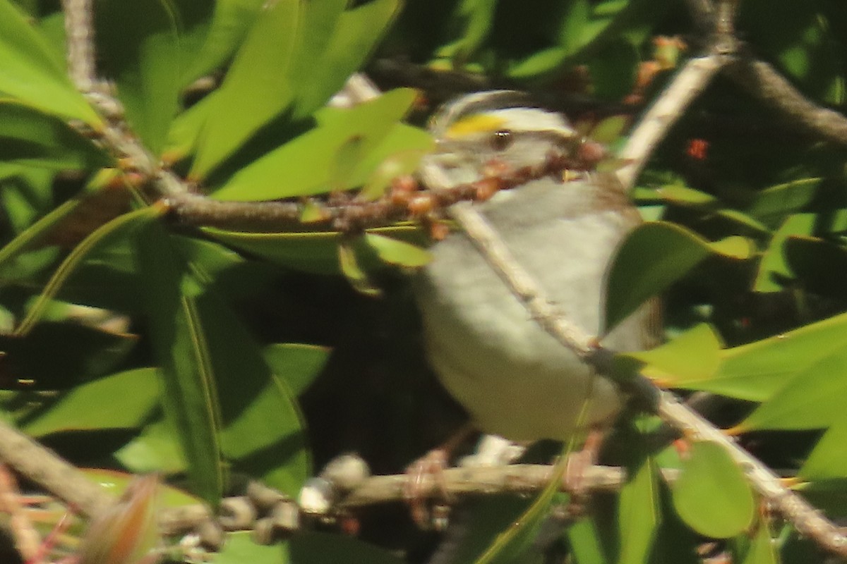 White-throated Sparrow - ML618304273
