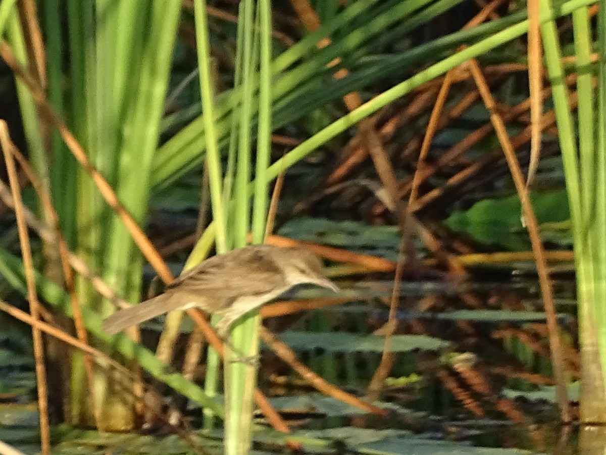 Clamorous Reed Warbler - Sri Srikumar