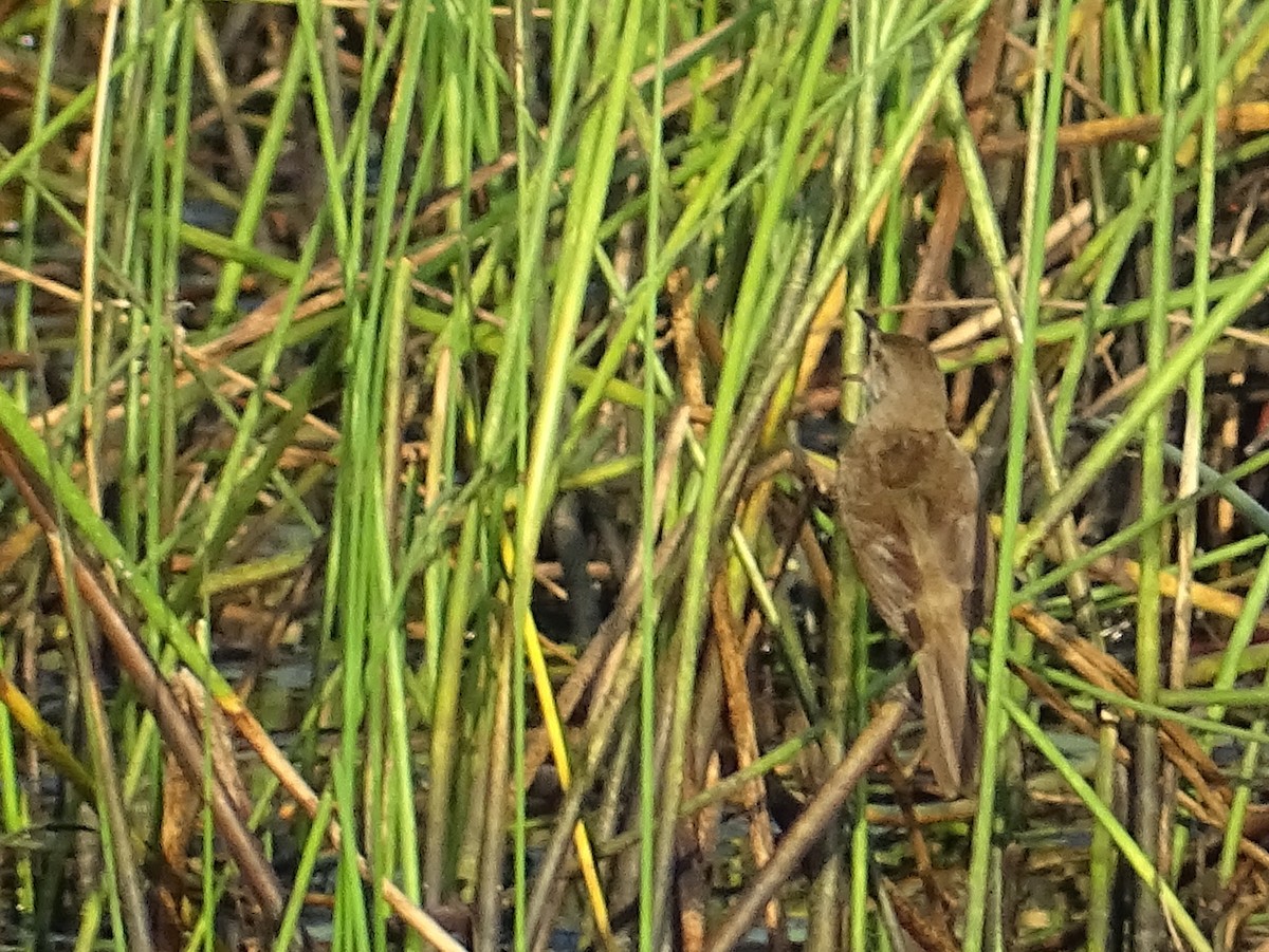 Clamorous Reed Warbler - Sri Srikumar