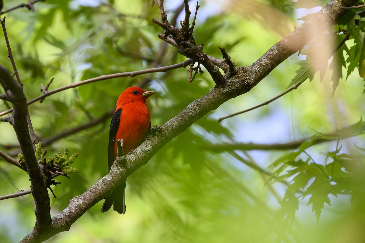 Scarlet Tanager - ML618304353