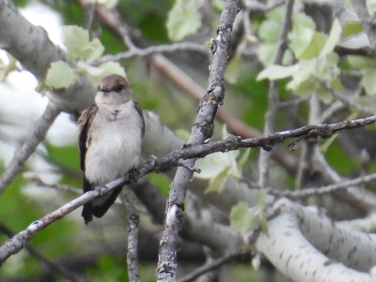 Northern Rough-winged Swallow - ML618304355