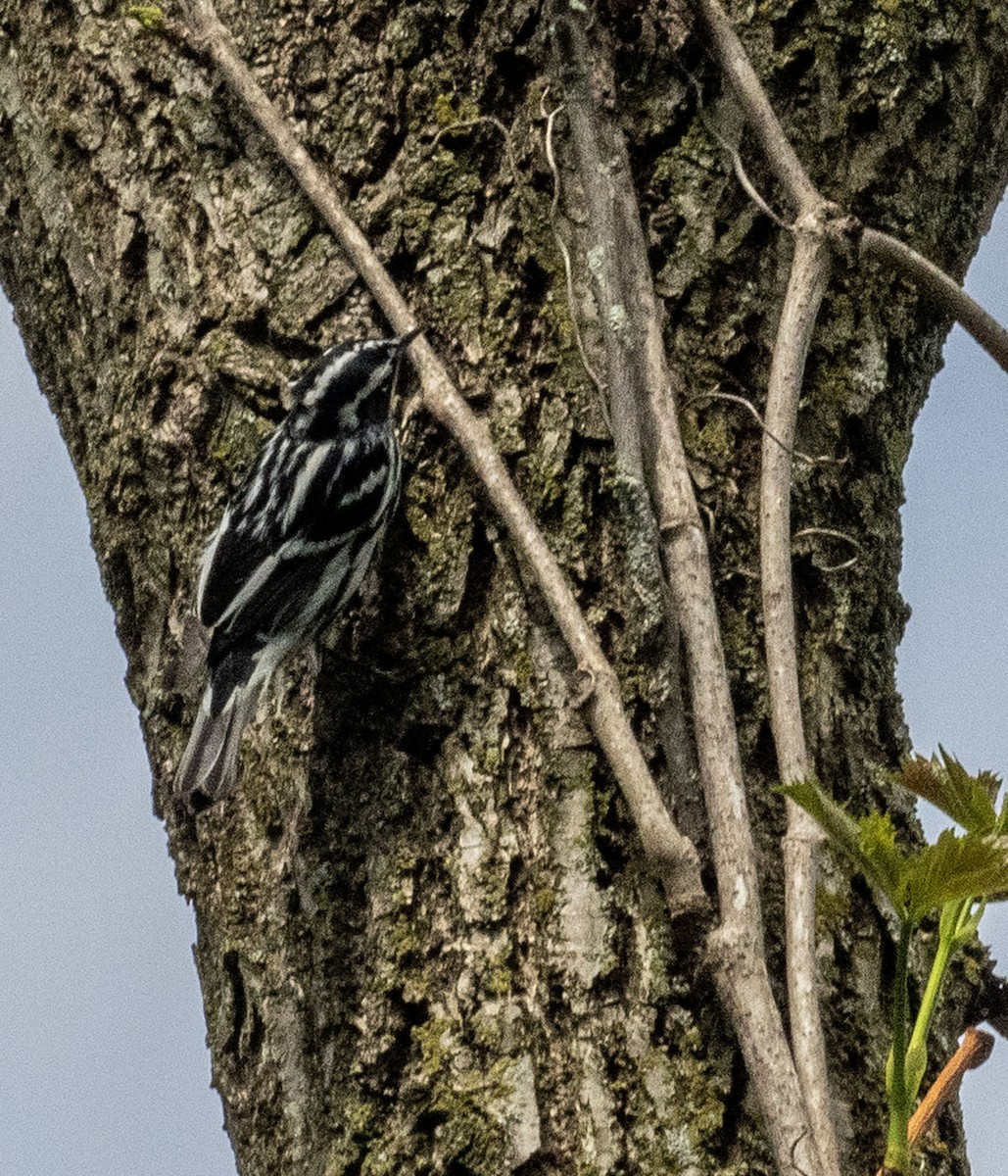 Black-and-white Warbler - Rosemary Kovacs