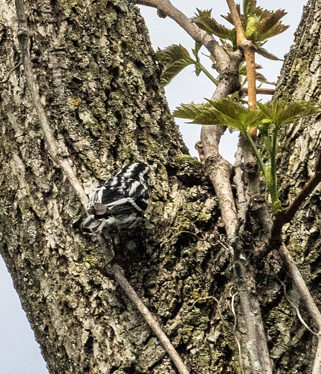 Black-and-white Warbler - ML618304372