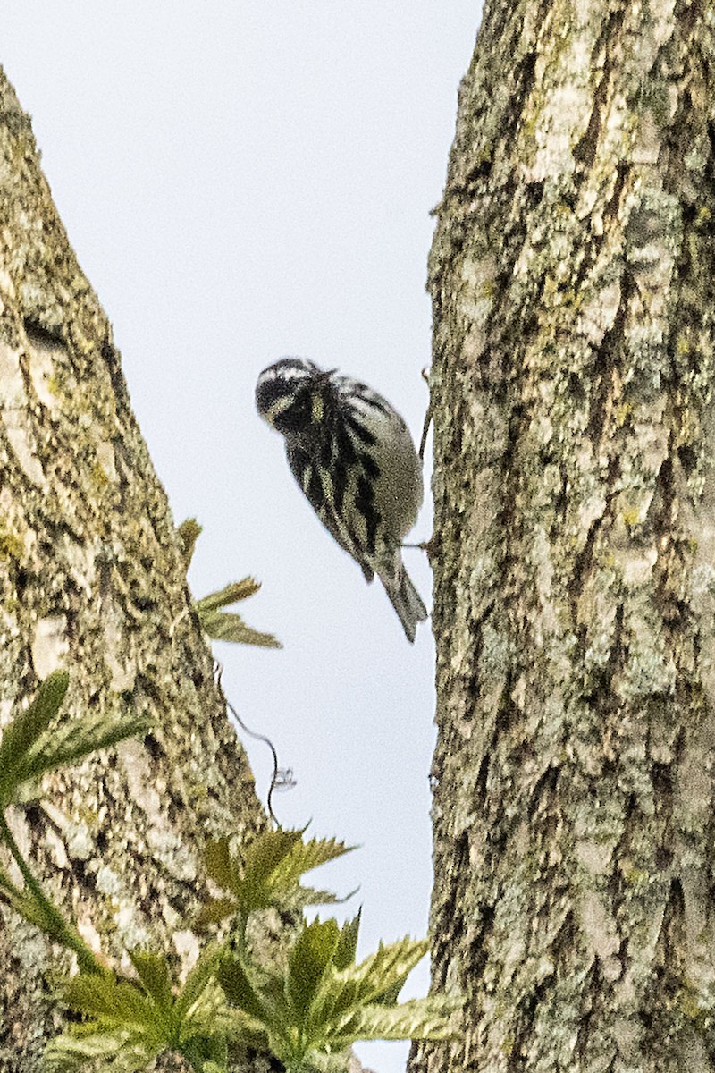Black-and-white Warbler - Rosemary Kovacs