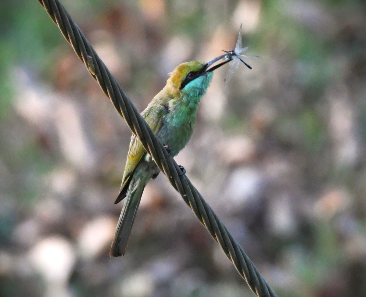 Asian Green Bee-eater - ML618304383