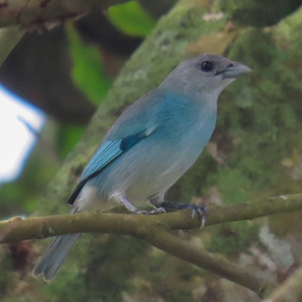 Glaucous Tanager - ML618304387
