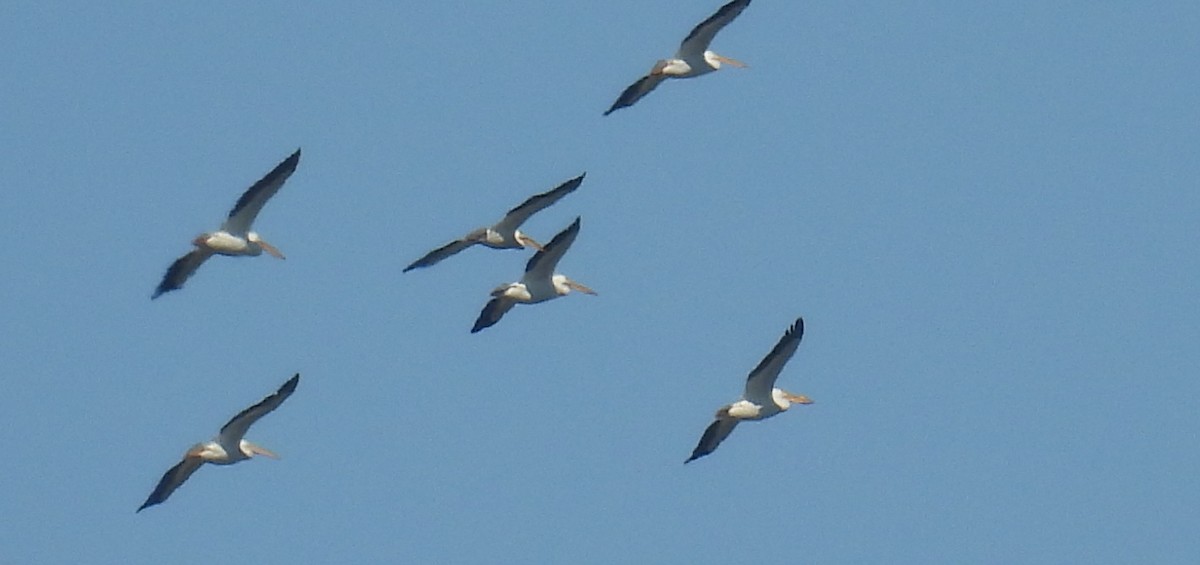 American White Pelican - Patrick 🦃 Brisse