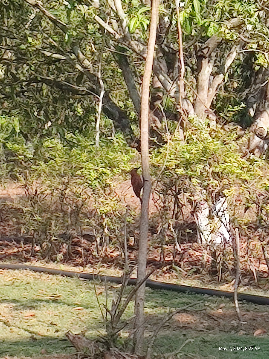 Rufous Woodpecker - ML618304451