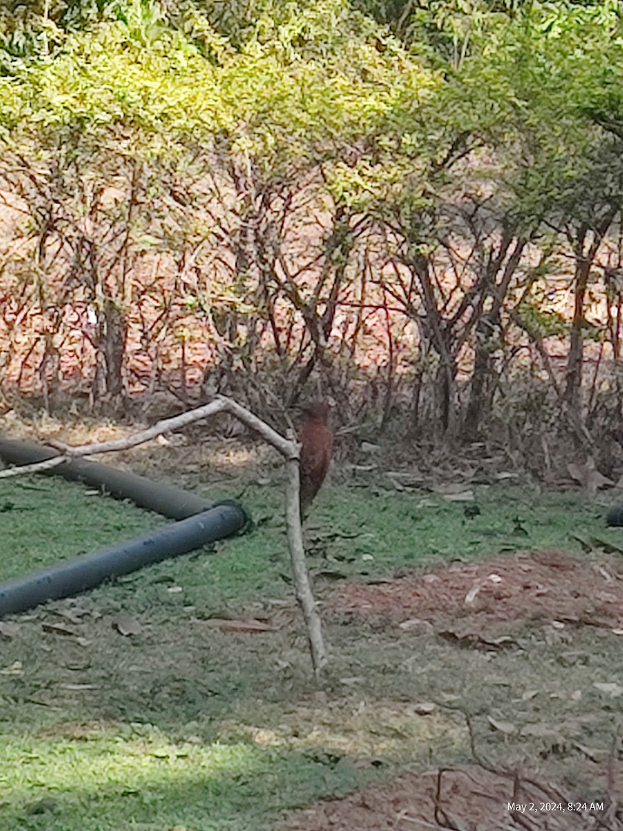 Rufous Woodpecker - ML618304454