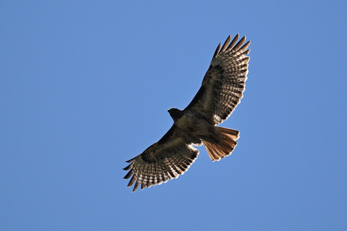 Red-tailed Hawk - ML618304455