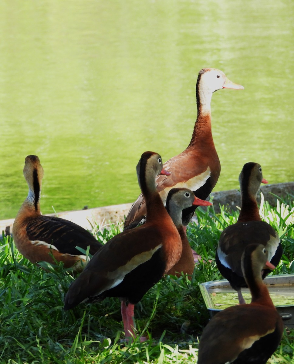 Fulvous Whistling-Duck - ML618304468