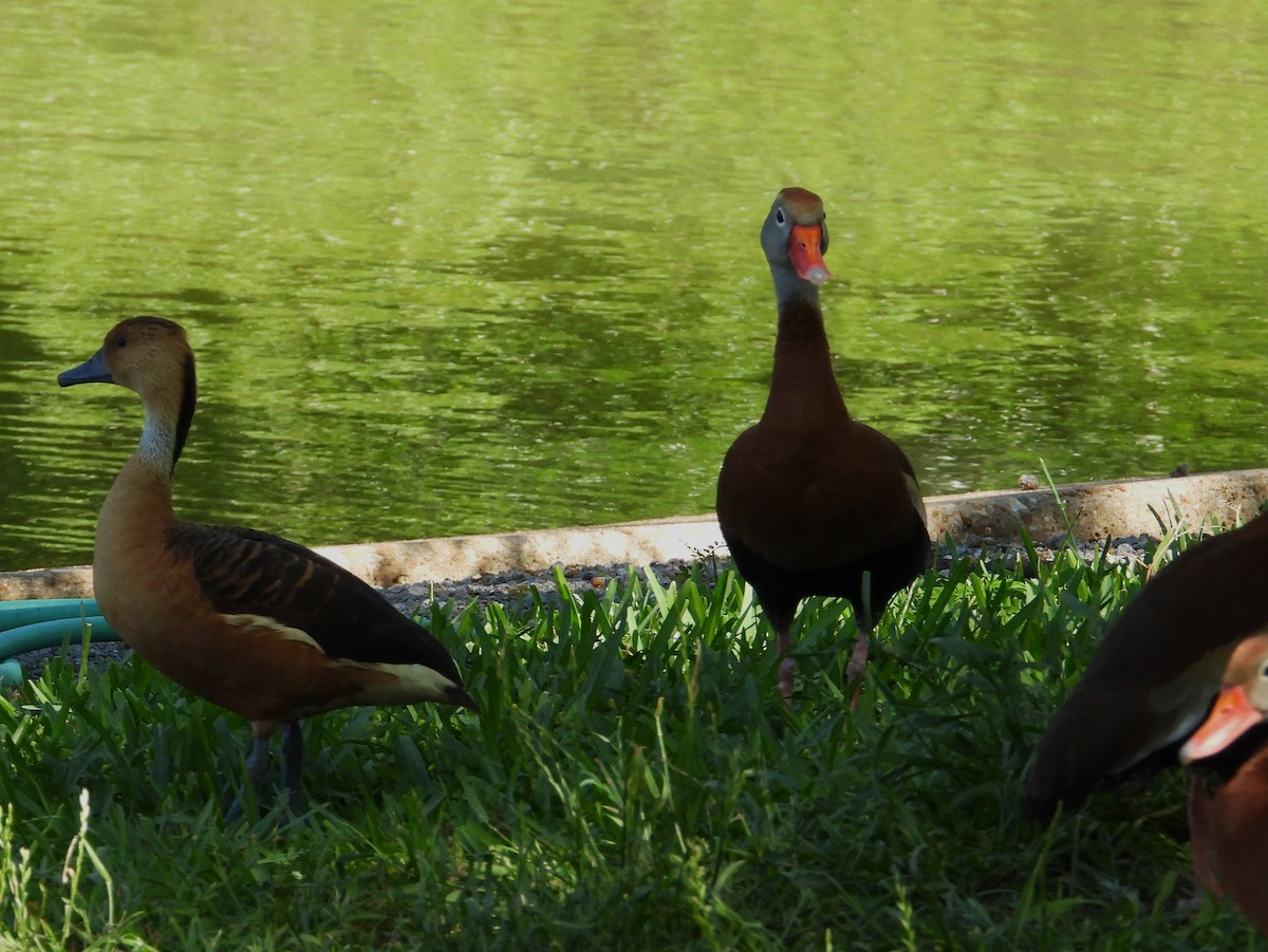 Fulvous Whistling-Duck - ML618304469
