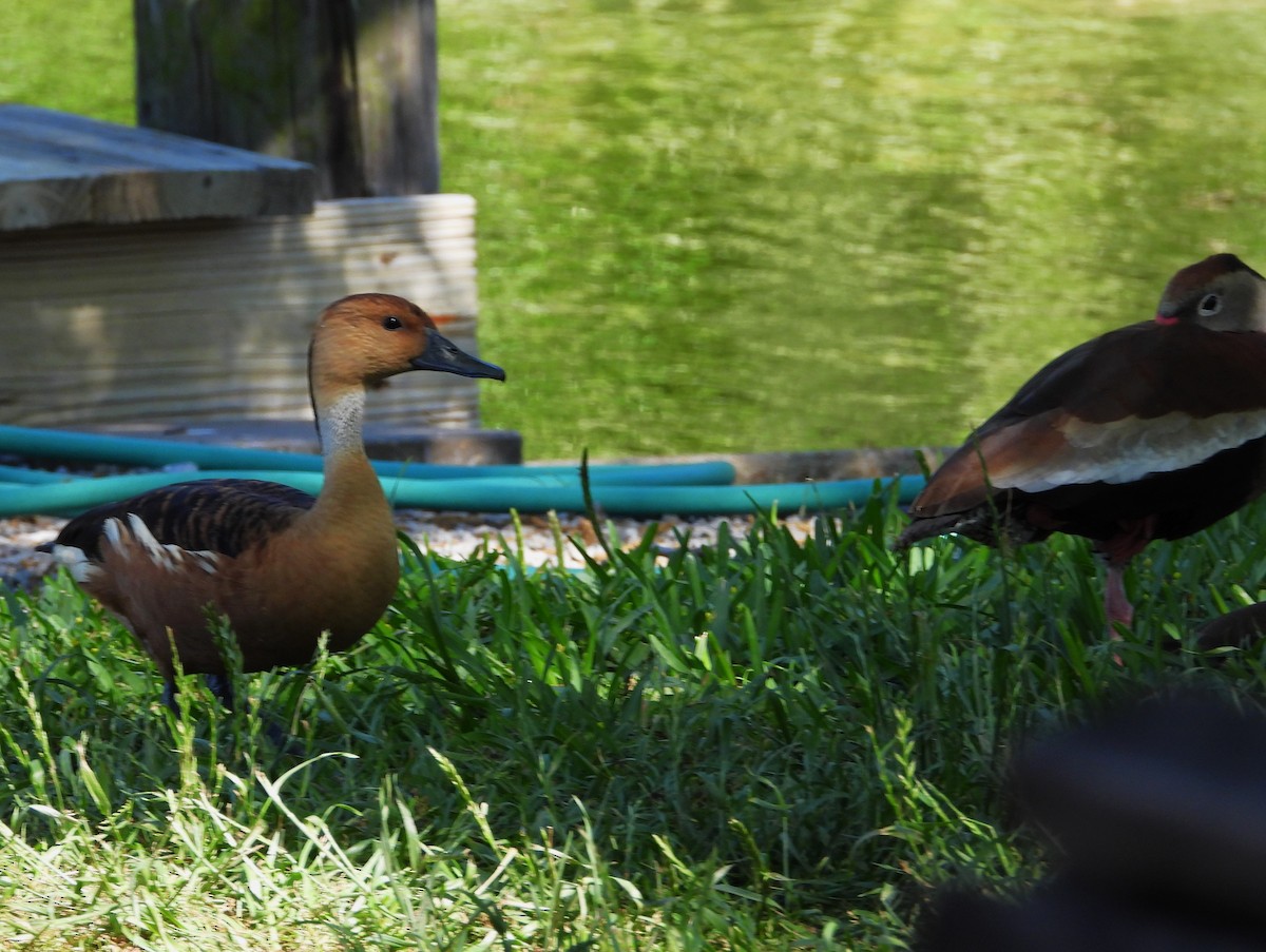 Fulvous Whistling-Duck - ML618304470