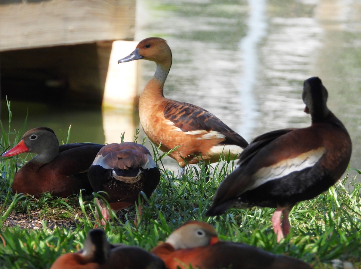 Fulvous Whistling-Duck - ML618304471