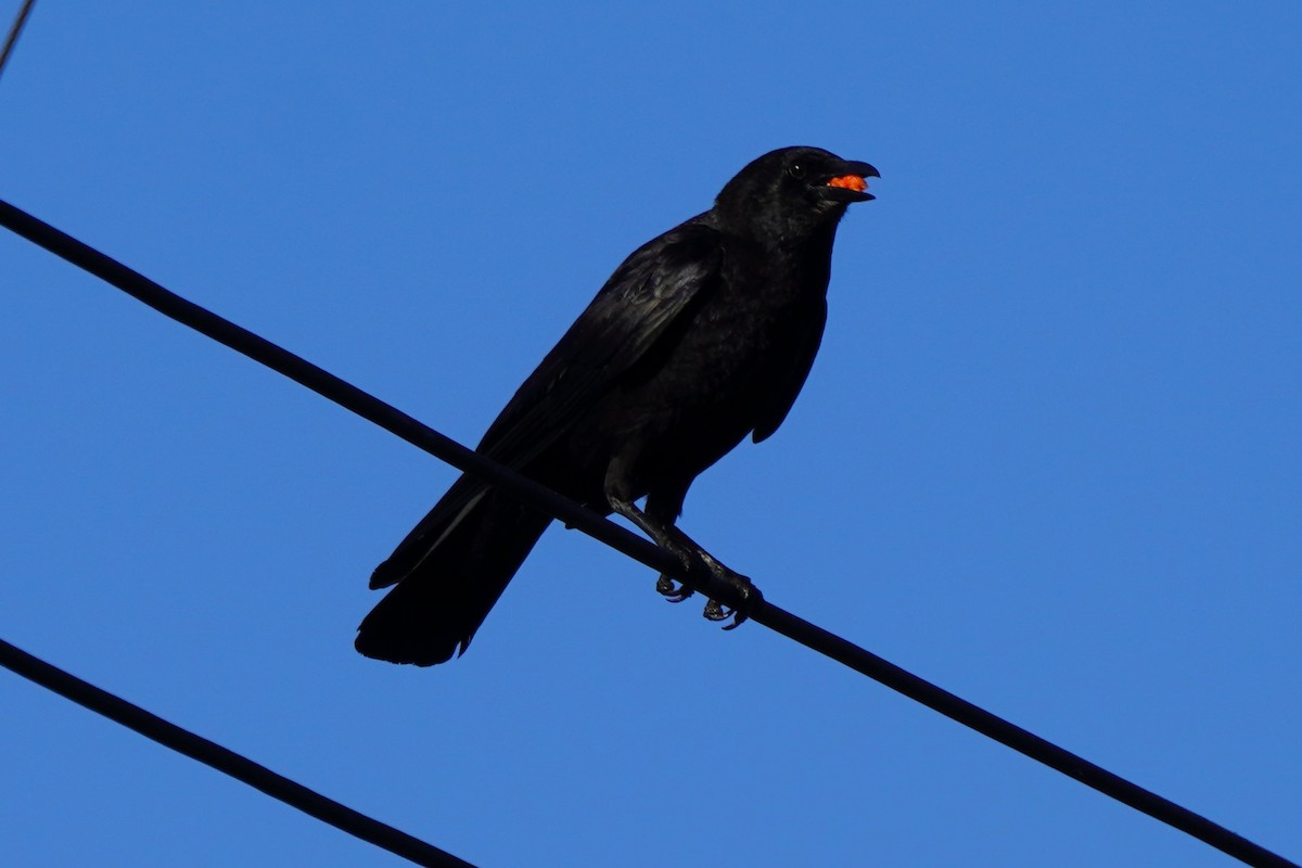 American Crow - ML618304525