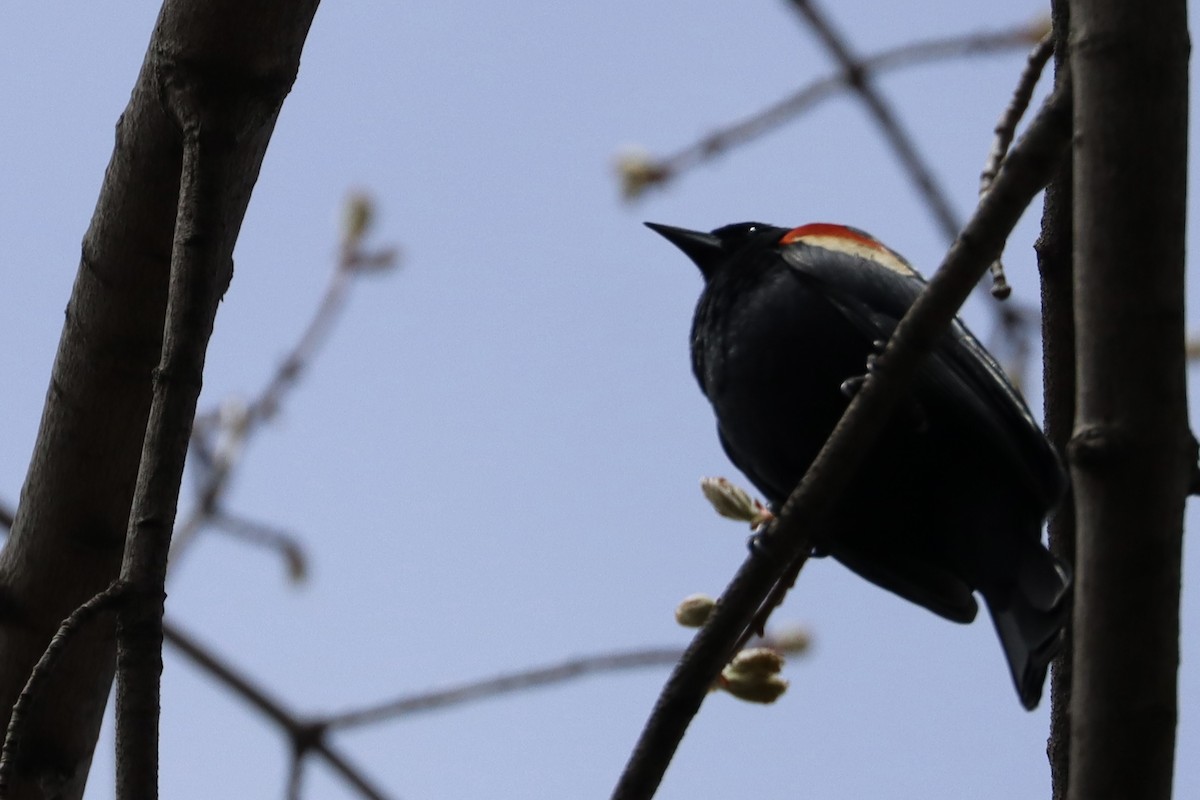 Red-winged Blackbird - ML618304531
