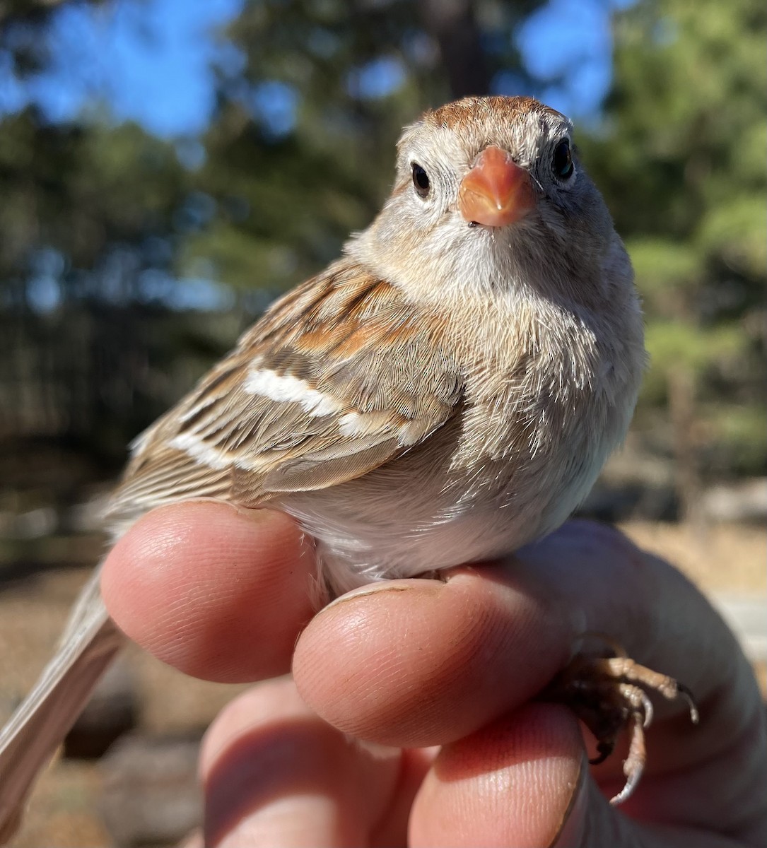 Field Sparrow - ML618304587