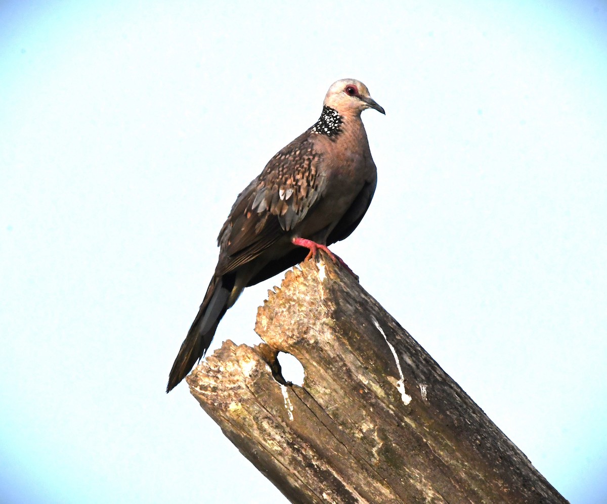 Spotted Dove - ML618304599