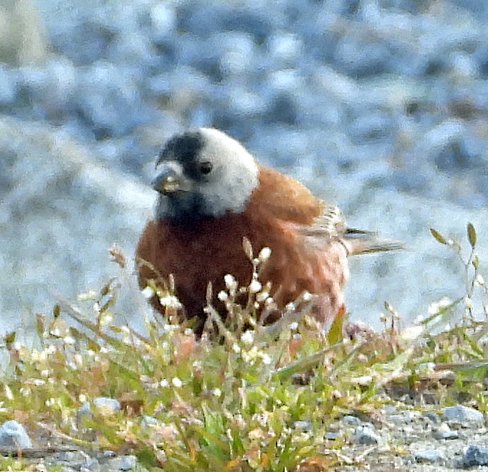 Gray-crowned Rosy-Finch - ML618304602