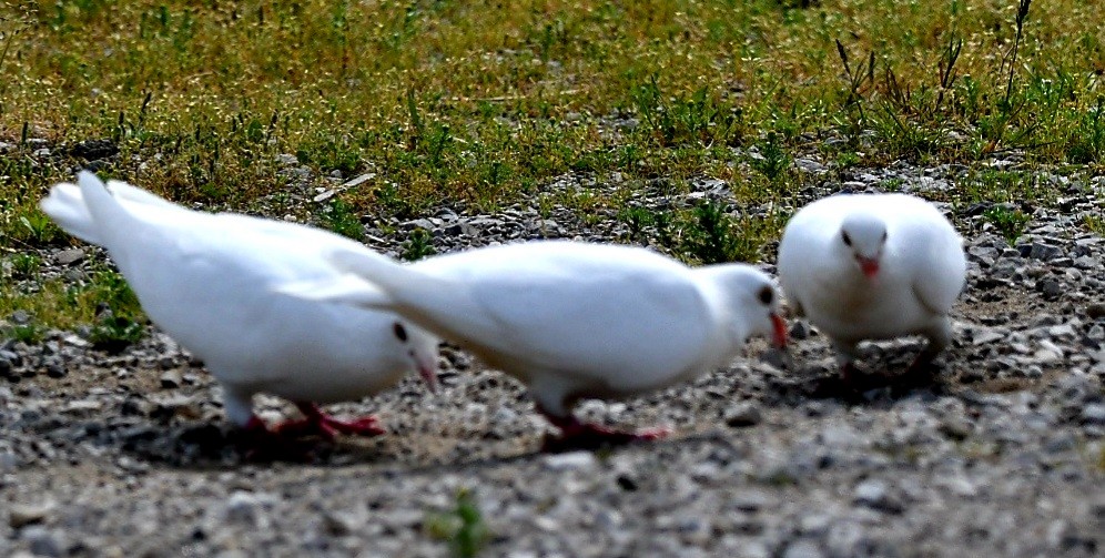 Сизый голубь (Одомашненного типа) - ML618304612