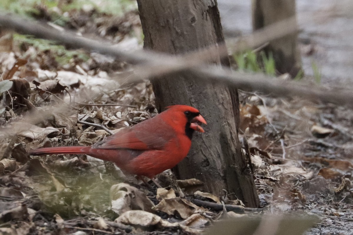 Cardinal rouge - ML618304614