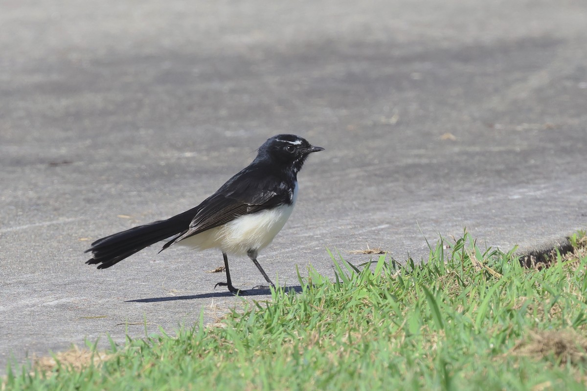 Willie-wagtail - ML618304630