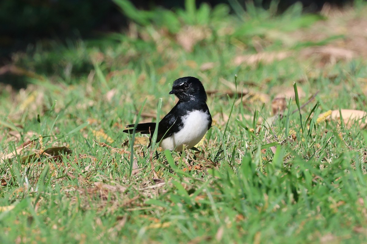 Willie-wagtail - ML618304633