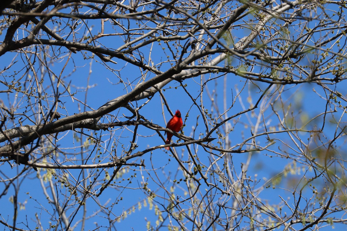 Cardinal rouge - ML618304637