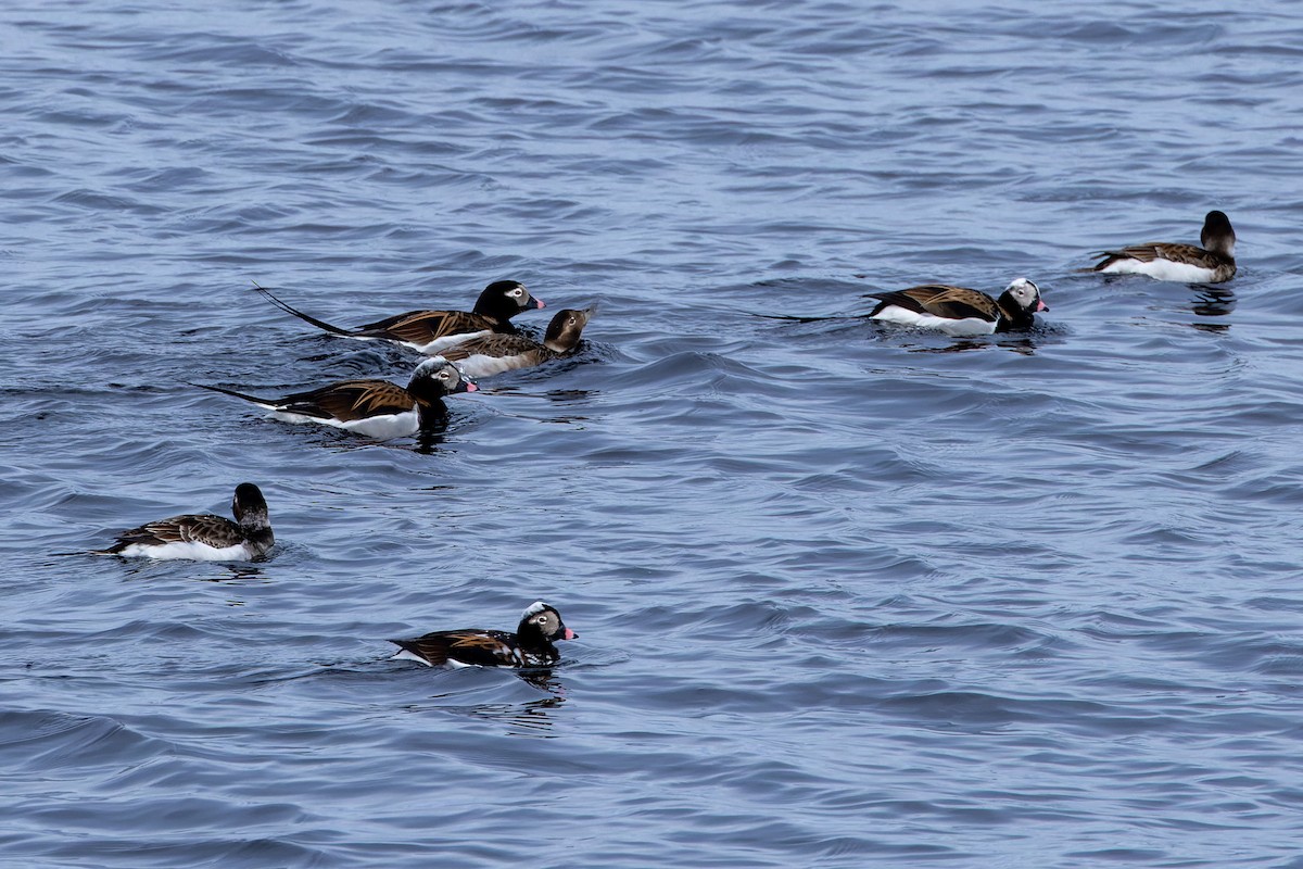 Long-tailed Duck - ML618304685