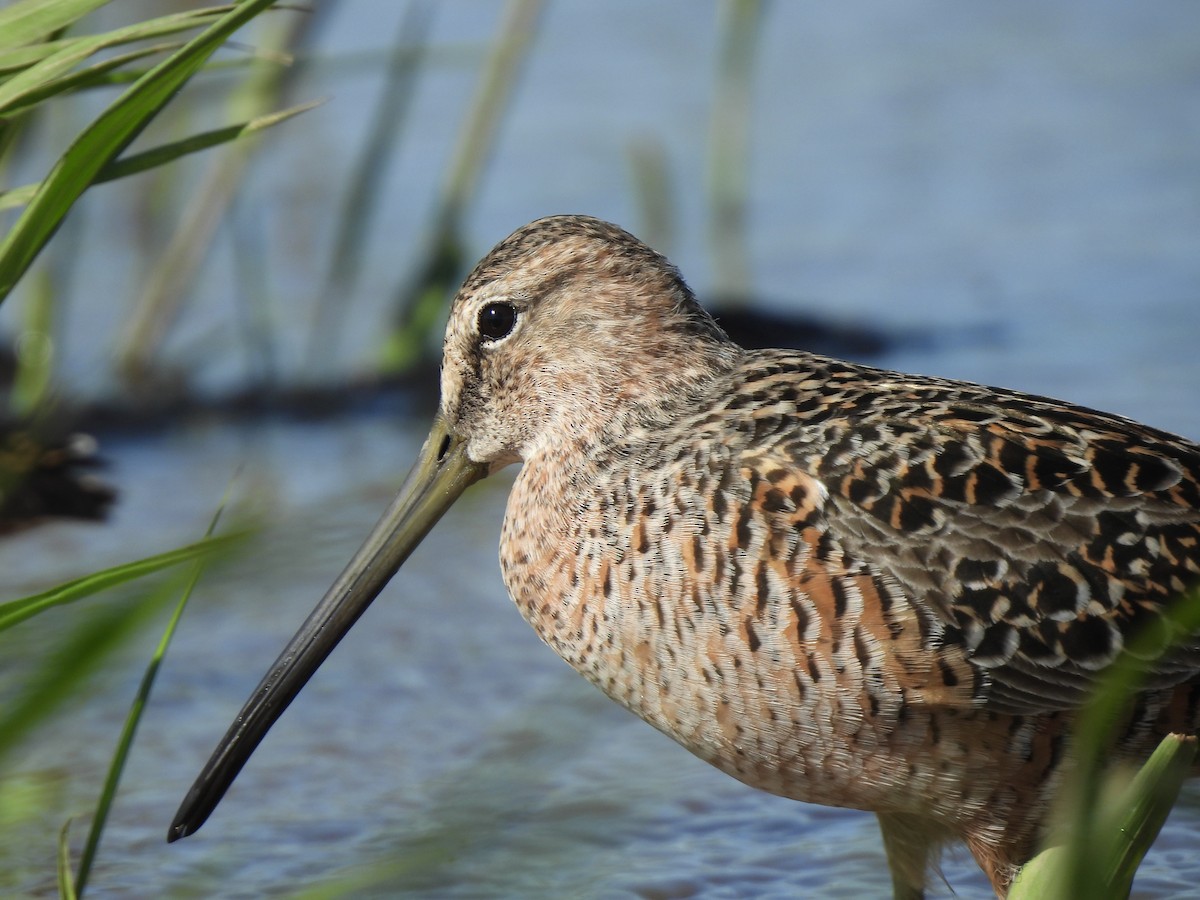 Long-billed Dowitcher - ML618304703