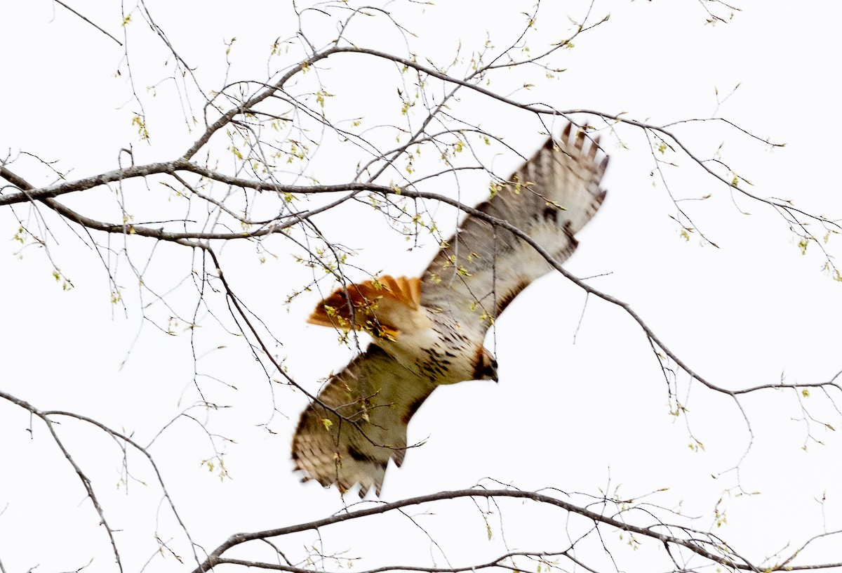 Red-tailed Hawk - ML618304725