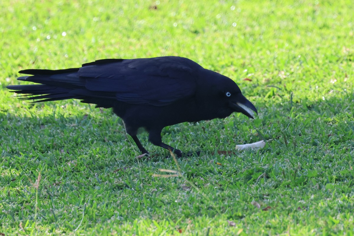 Torresian Crow - ML618304733