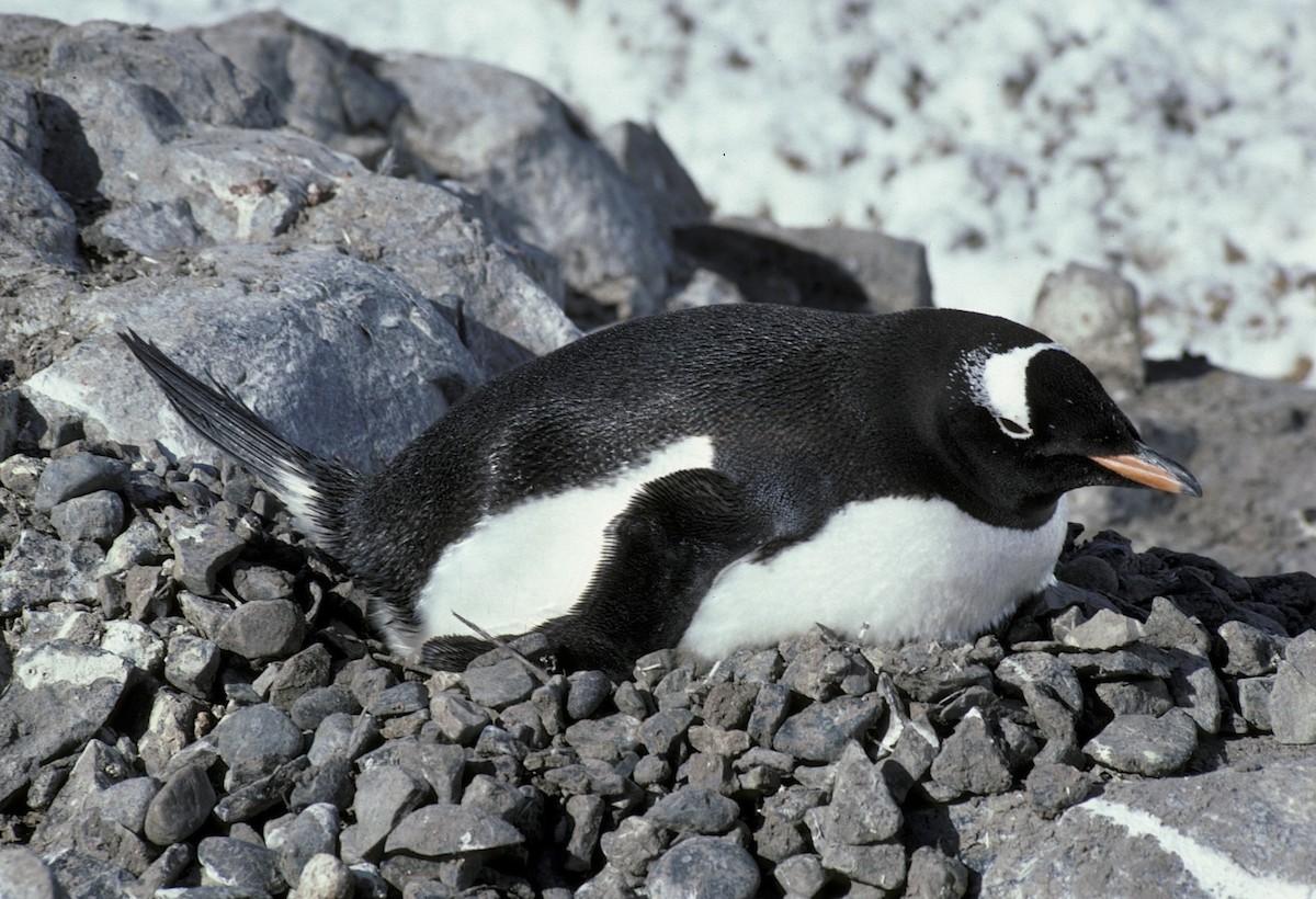 tučňák oslí - ML618304734